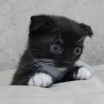 Котики шотландской прямоухой