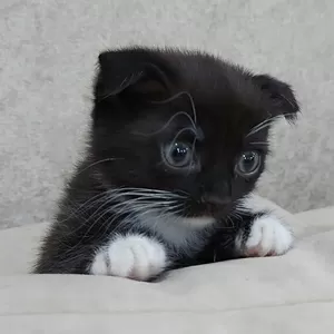 Котики шотландской прямоухой