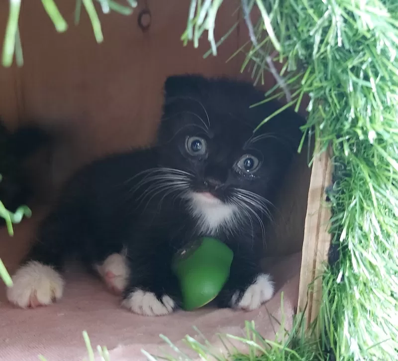 Котики шотландской прямоухой 3