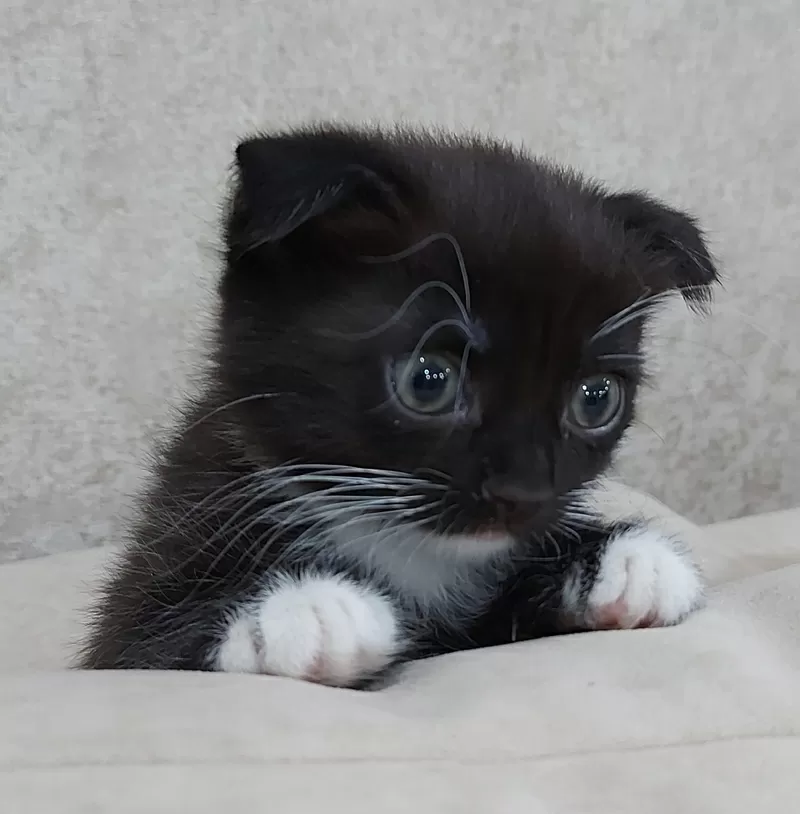 Котики шотландской прямоухой
