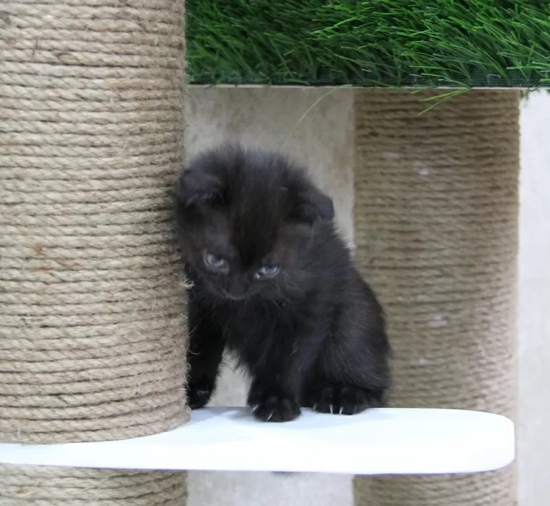 Котики шотландской прямоухой 4