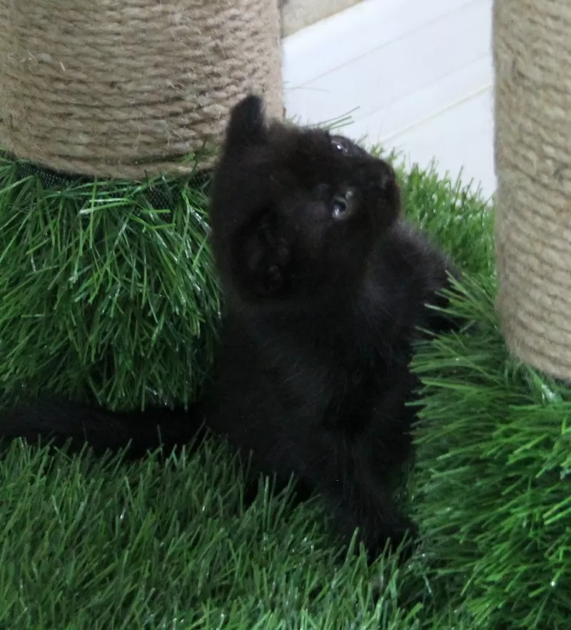 Котики шотландской прямоухой 2